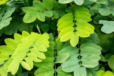 Robinia pseudoacacia 'Umbraculifera' hoogstam 16/18 225cm stam
