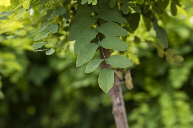 Robinia pseudoacacia 'Umbraculifera' hoogstam 16/18 225cm stam