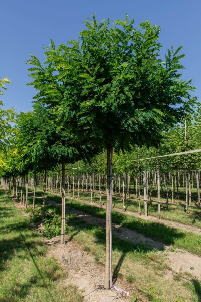 Robinia pseudoacacia 'Umbraculifera' bolvorm 8/10 150cm stam