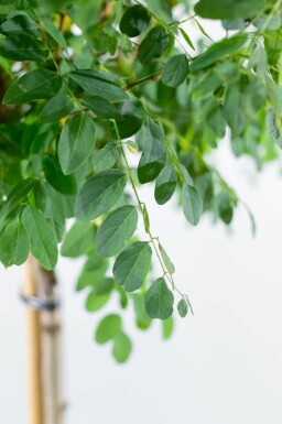 Robinia pseudoacacia 'Umbraculifera' bolvorm 8/10 150cm stam