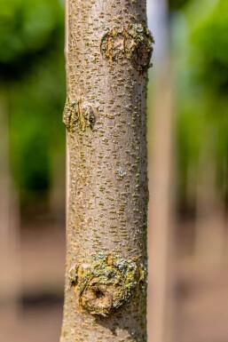 Robinia pseudoacacia 'Umbraculifera' bolvorm 8/10 150cm stam