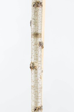 Robinia pseudoacacia 'Umbraculifera' bolvorm 8/10 150cm stam