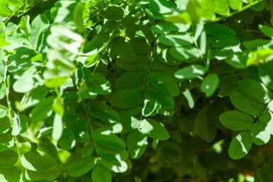 Robinia pseudoacacia 'Umbraculifera' bolvorm 8/10 150cm stam