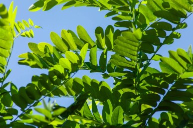 Robinia pseudoacacia 'Umbraculifera' bolvorm 8/10 150cm stam