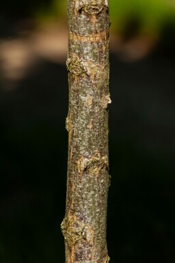 Robinia pseudoacacia 'Umbraculifera' bolvorm 8/10 150cm stam