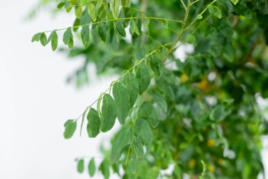 Robinia pseudoacacia 'Umbraculifera' halfstam 8/10 150cm stam