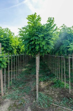 Robinia pseudoacacia 'Umbraculifera' halfstam 8/10 150cm stam