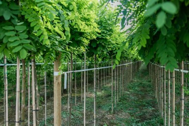 Robinia pseudoacacia 'Umbraculifera' halfstam 8/10 150cm stam