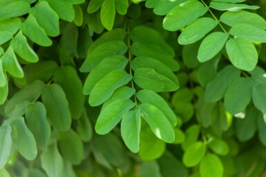 Robinia pseudoacacia 'Umbraculifera' halfstam 8/10 150cm stam