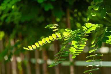 Robinia pseudoacacia 'Umbraculifera' halfstam 8/10 150cm stam