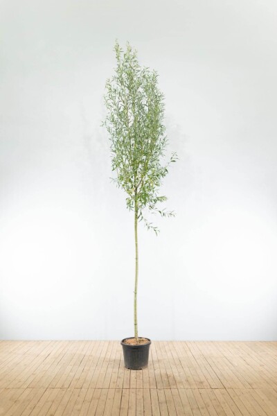 Salix alba hoogstam 12/14