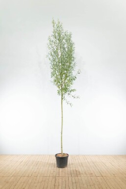 Salix alba hoogstam 12/14