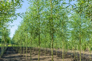 Salix alba hoogstam 12/14