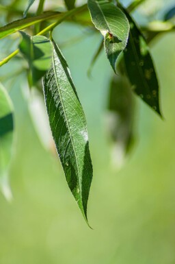 Salix alba hoogstam 12/14