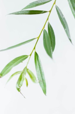 Salix alba hoogstam 12/14