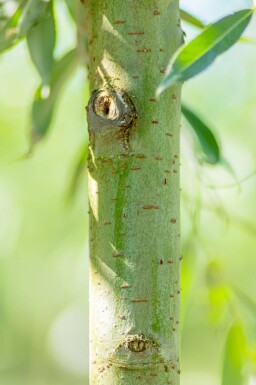 Salix alba hoogstam 12/14
