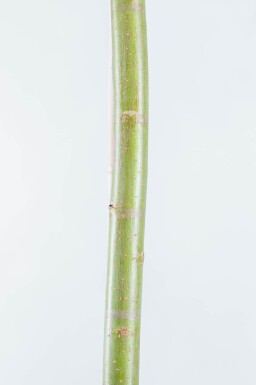 Salix alba hoogstam 12/14
