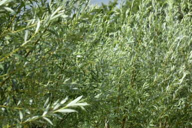 Salix alba hoogstam 12/14