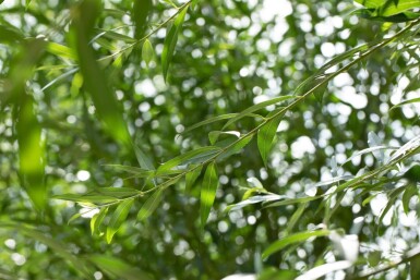 Salix alba hoogstam 12/14
