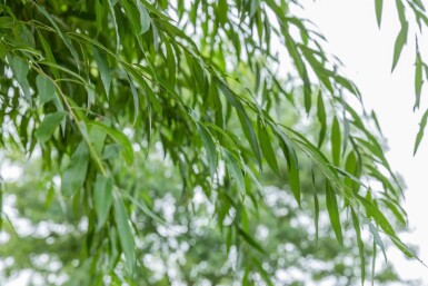 Salix alba hoogstam 12/14