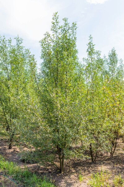 Salix alba meerstammig 250-300