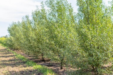Salix alba meerstammig 250-300