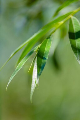 Salix alba meerstammig 250-300