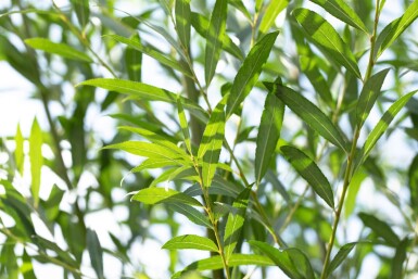 Salix alba meerstammig 250-300