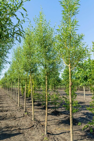 Salix alba 'Chermesina' hoogstam 18/20