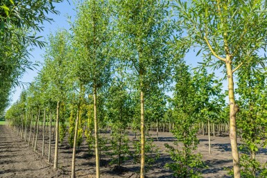 Salix alba 'Chermesina' hoogstam 18/20
