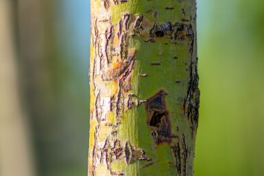 Salix alba 'Chermesina' meerstammig 300-350