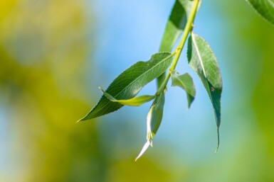 Salix alba 'Chermesina' meerstammig 300-350