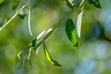 Salix alba 'Chermesina' meerstammig 300-350
