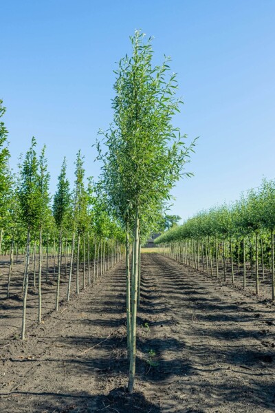 Salix alba 'Liempde' hoogstam 18/20