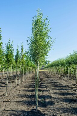 Salix alba 'Liempde' hoogstam 18/20