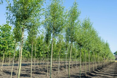 Salix alba 'Liempde' hoogstam 18/20