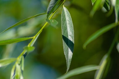 Salix alba 'Liempde' hoogstam 18/20