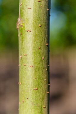Salix alba 'Liempde' hoogstam 18/20