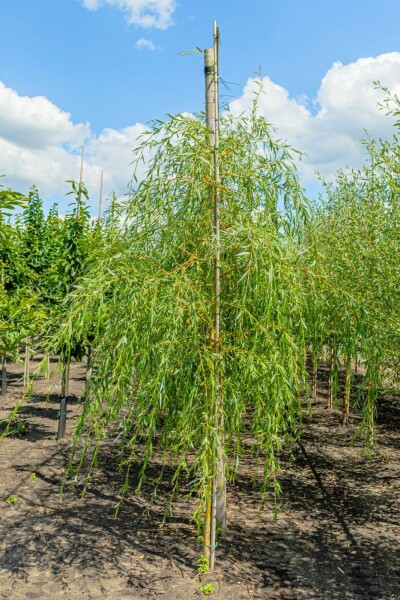 Salix x sepulcralis 'Chrysocoma' hoogstam 10/12