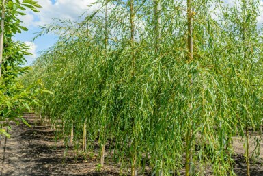 Salix x sepulcralis 'Chrysocoma' hoogstam 10/12