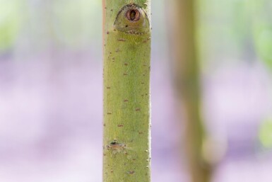 Salix x sepulcralis 'Chrysocoma' hoogstam 10/12