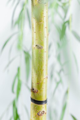 Salix x sepulcralis 'Chrysocoma' hoogstam 10/12