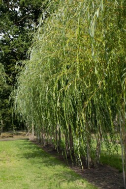 Salix x sepulcralis 'Chrysocoma' hoogstam 10/12