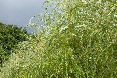 Salix x sepulcralis 'Chrysocoma' hoogstam 10/12
