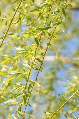 Salix x sepulcralis 'Chrysocoma' hoogstam 10/12
