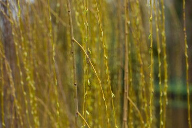 Salix x sepulcralis 'Chrysocoma' hoogstam 10/12