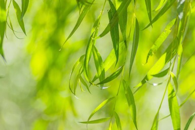 Salix x sepulcralis 'Chrysocoma' meerstammig