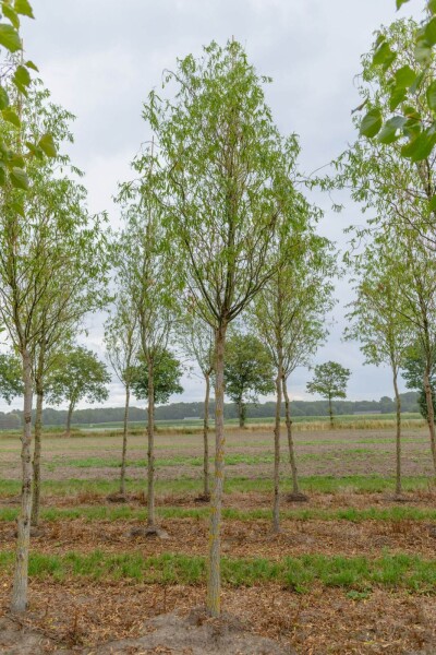Salix babylonica 'Tortuosa' hoogstam 20/25