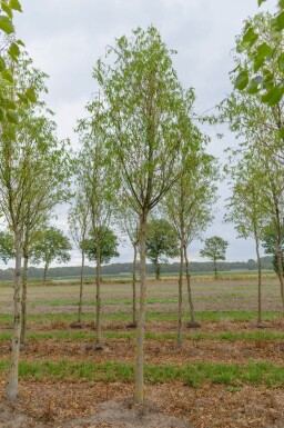 Salix babylonica 'Tortuosa' hoogstam 20/25