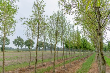 Salix babylonica 'Tortuosa' hoogstam 20/25